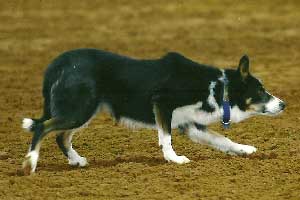Jackson WTSDA Ranch Dog of the Year